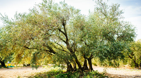 Grand Cru Olivenolier