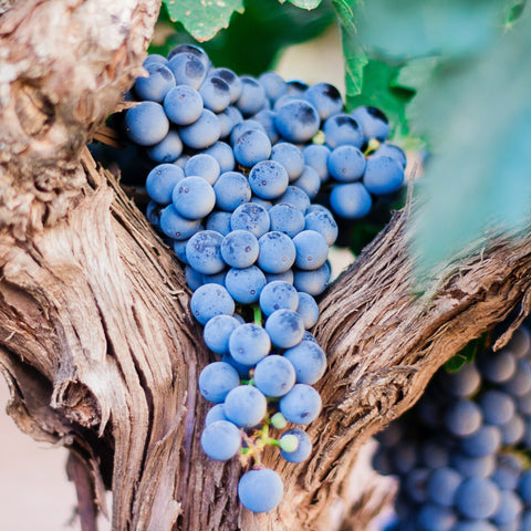 Rödvinsvinäger från Languedoc 🇫🇷